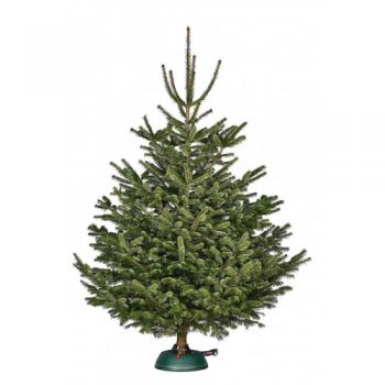 Baltegles Nordmann