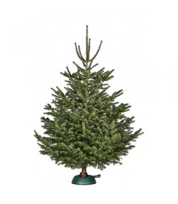 Baltegles Nordmann