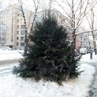 Latvijas formētās egles | Garums 4m