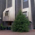 Latvijas formētās egles | Garums 6 m